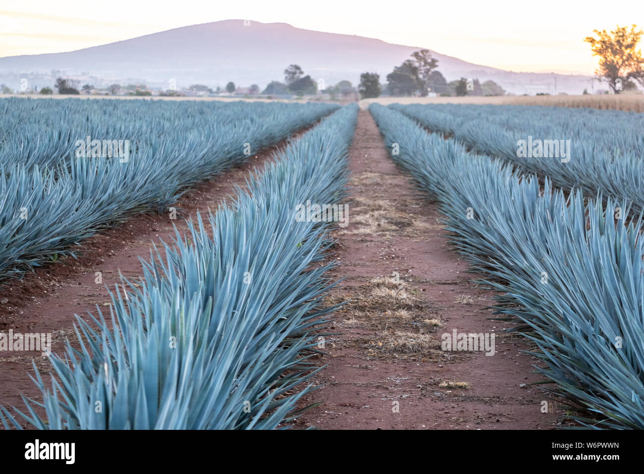 A field of blue agave plants growing at a farm owned by the Casa Siete