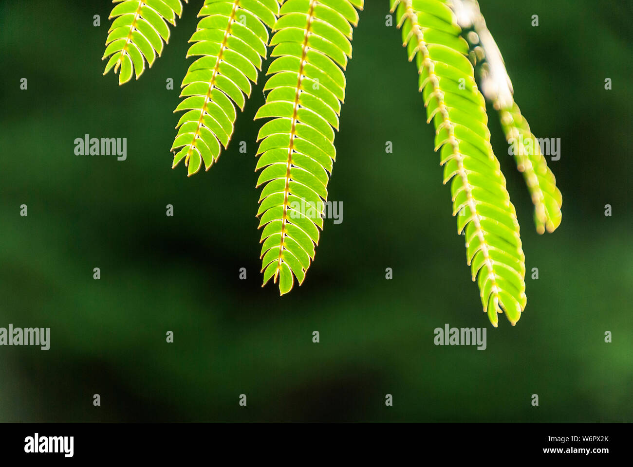 Julibrissin "rosea" leaves at backlight sunset. Green
