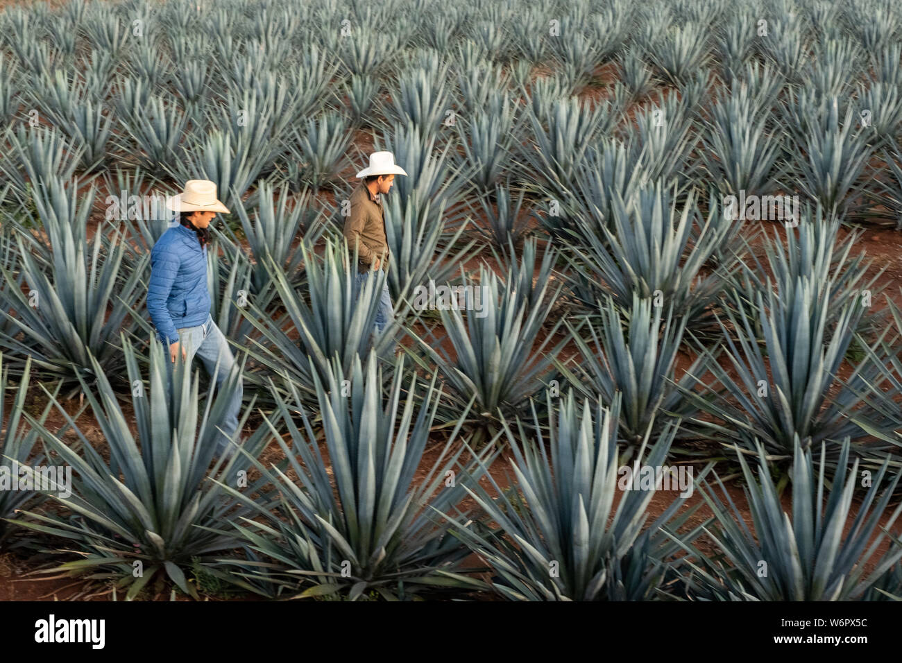 Tequila farm and distillery hires stock photography and images Alamy