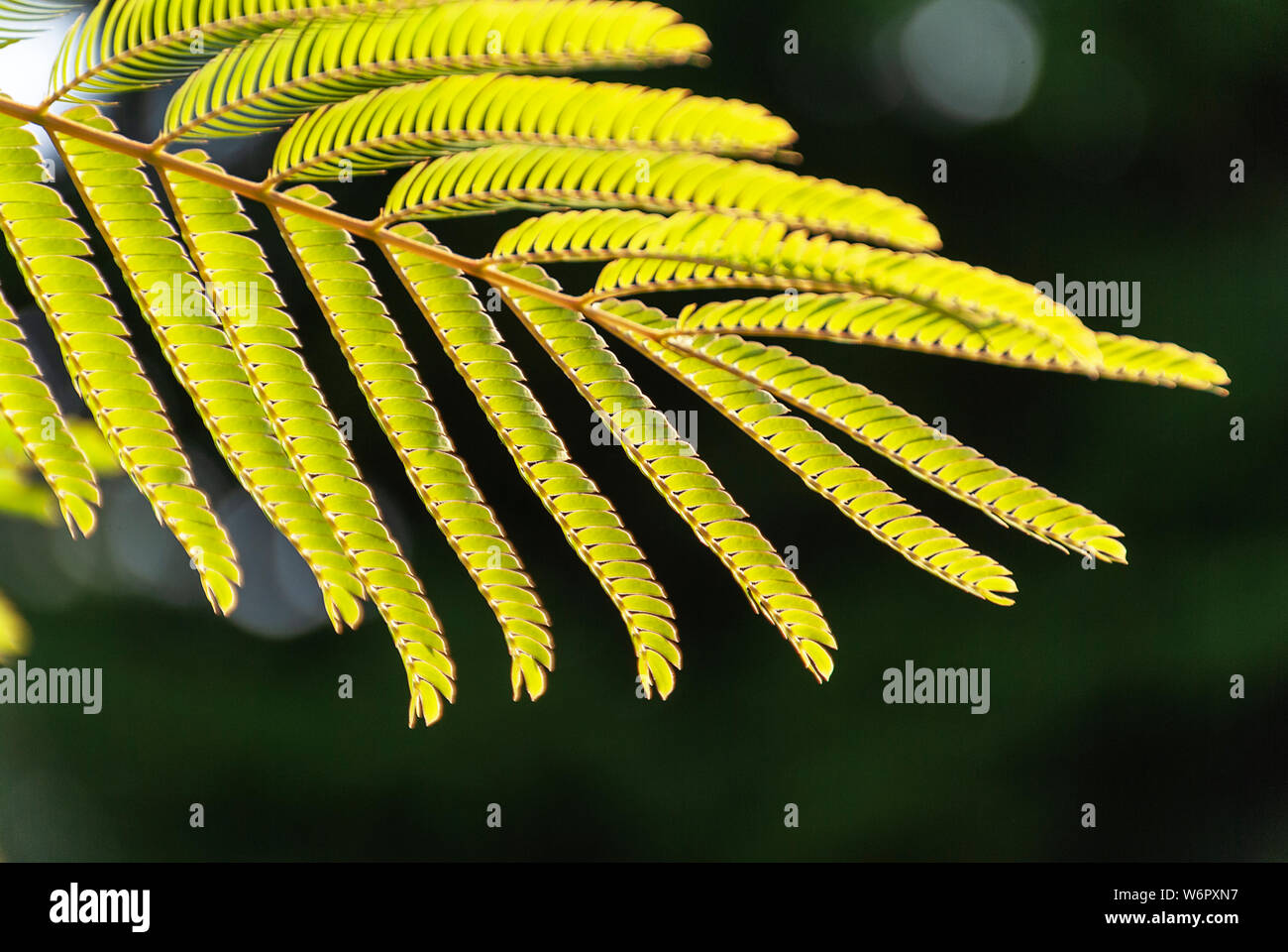 Albizia Julibrissin 'rosea' leaves at backlight sunset. Green background. Commonly known as pink silk tree is a deciduous tree or shrub with stunning Stock Photo