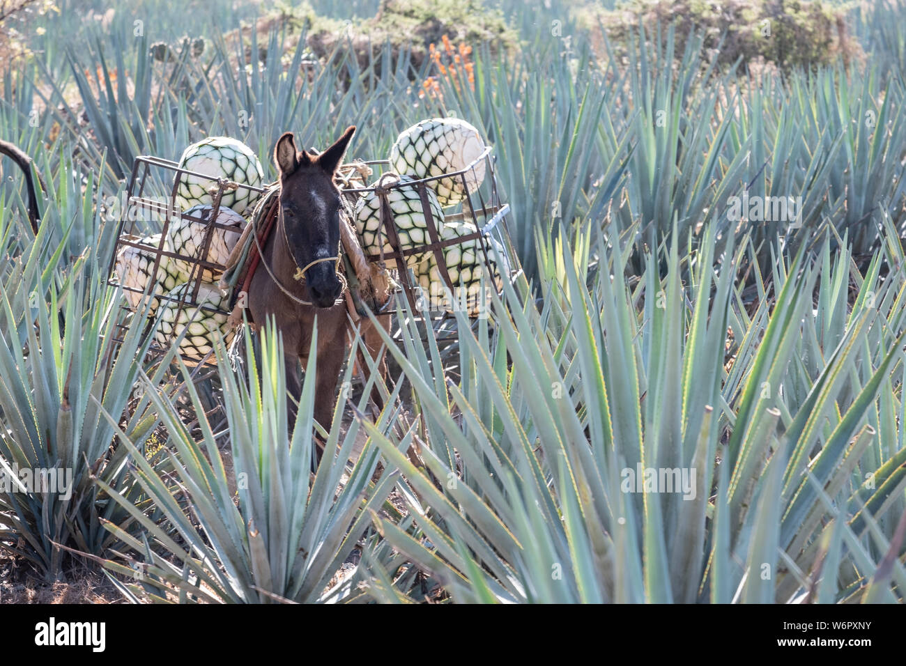 A donkey carries baskets filled with blue agave pineapplelike cores