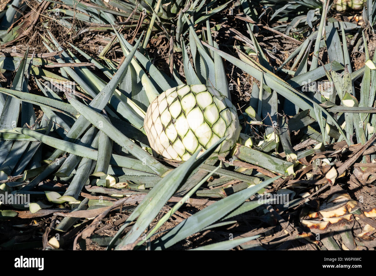 Tequila farm and distillery hires stock photography and images Alamy
