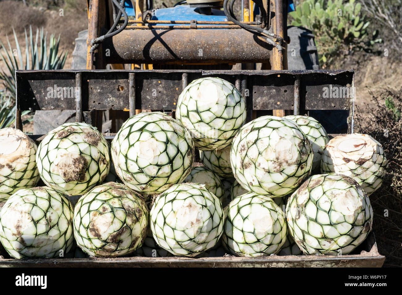 Tequila farm and distillery hires stock photography and images Alamy