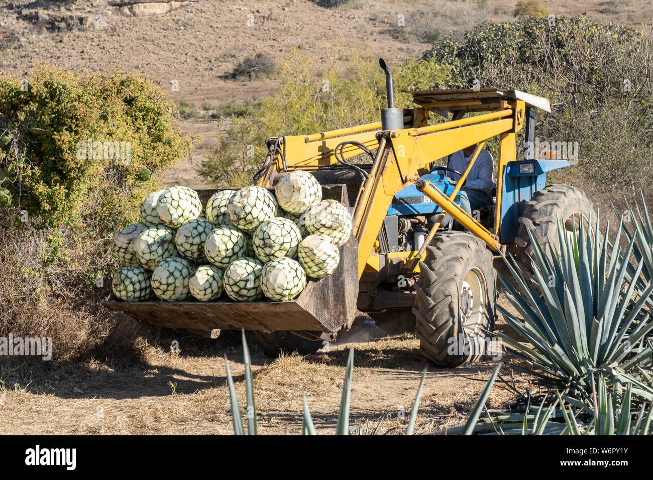 Tequila farm and distillery hires stock photography and images Alamy