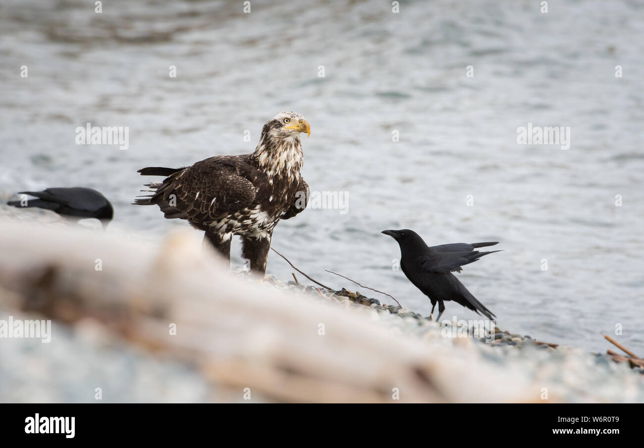 Immature bald eagle on the beach Stock Photo - Alamy