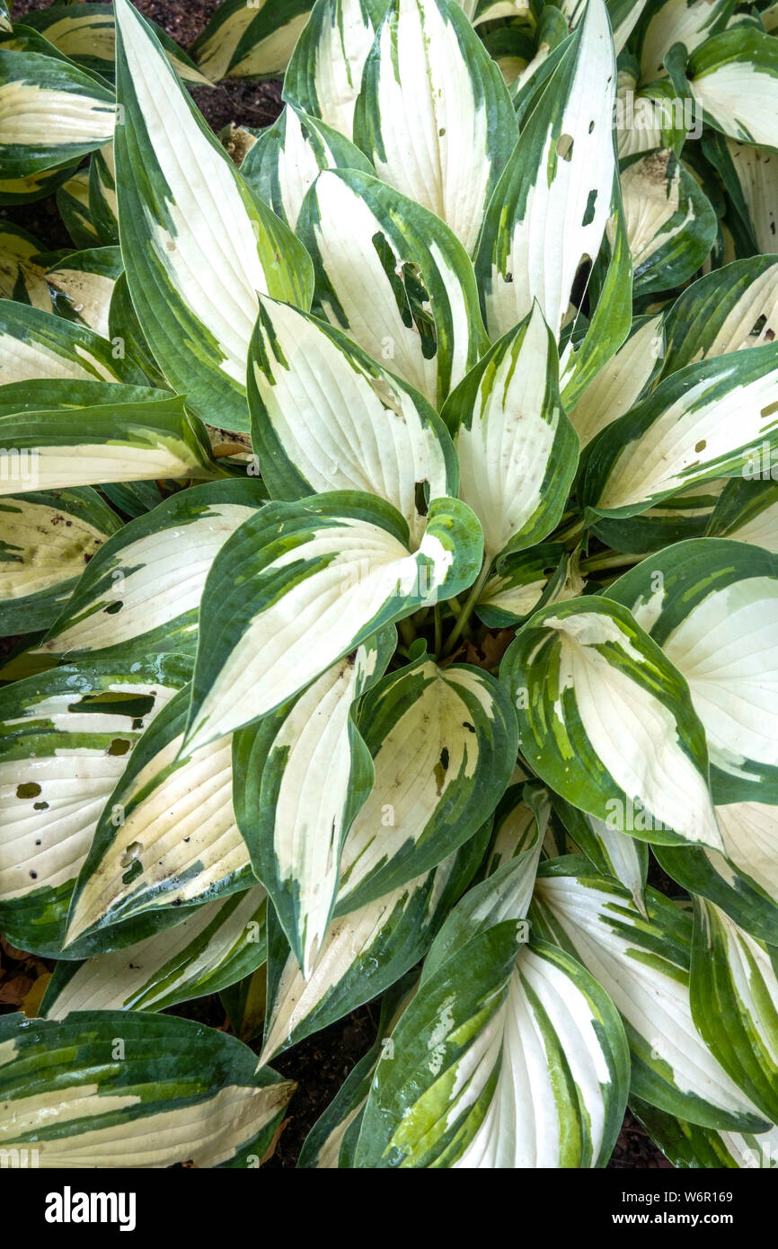 Hosta plant 'Moonstruck', Variegated leaves Stock Photo