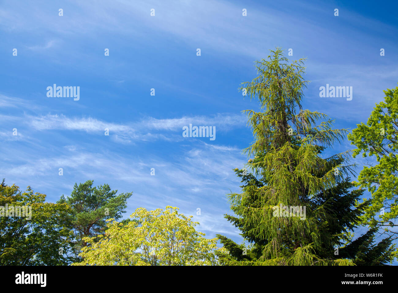 Tall thin oak trees hi-res stock photography and images - Alamy