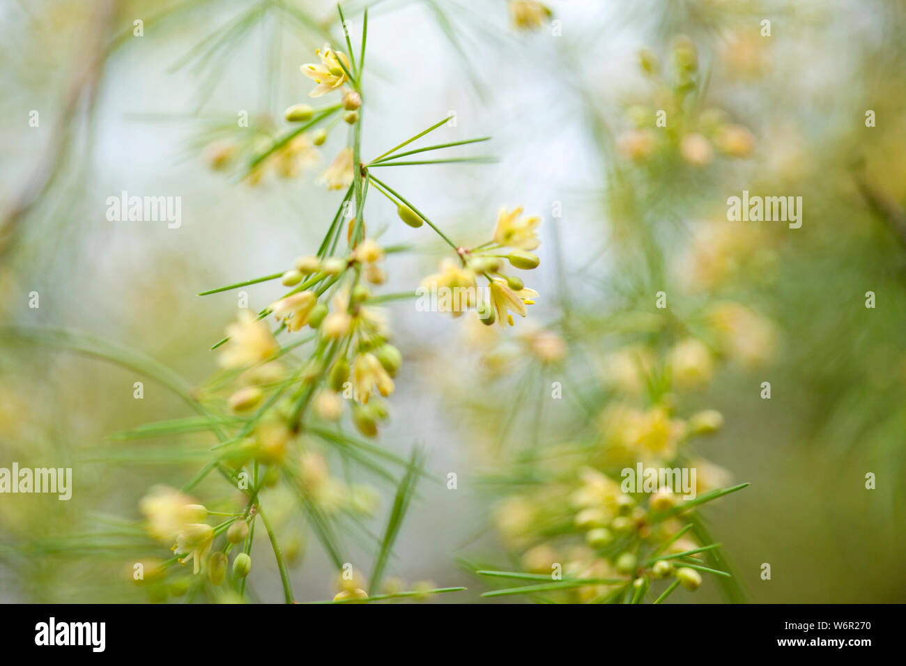 TÌNH YÊU CÂY CỎ ĐV4 - Page 73 Flora-of-gran-canaria-flowering-asparagus-scoparius-natural-floral-background-W6R270