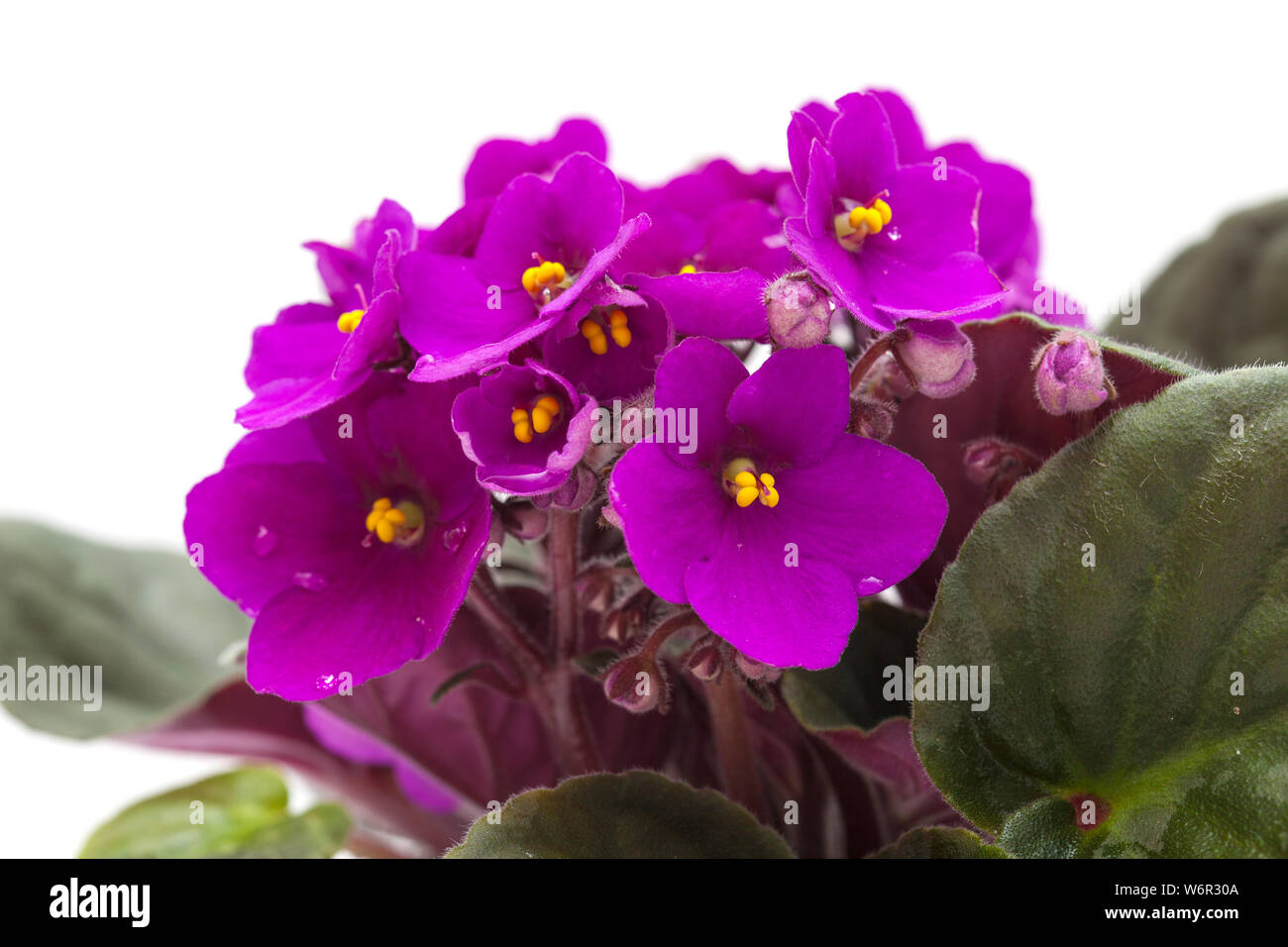 purple african violet isolated on white background Stock Photo