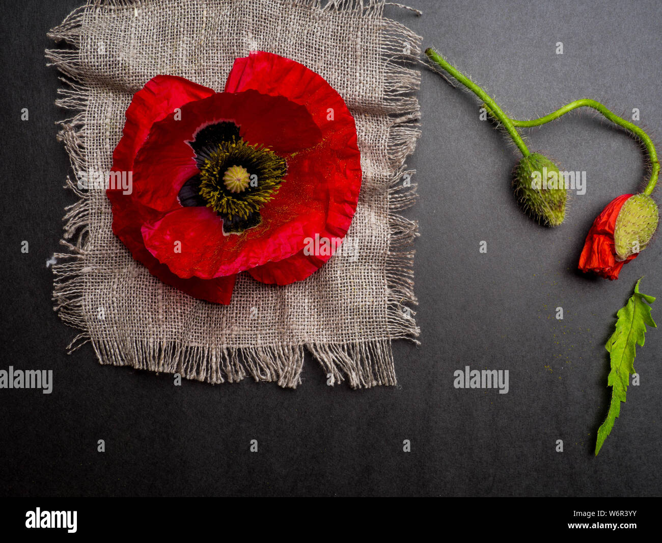Bouquet of red poppies on a black background. Wild flowers Stock Photo ...