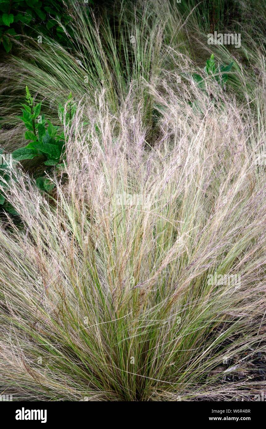 Needle grass hires stock photography and images Alamy