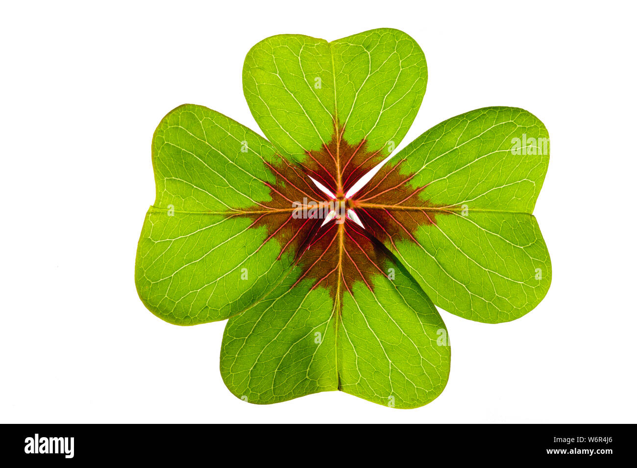 isolated clover leaf as lucky cherm Stock Photo