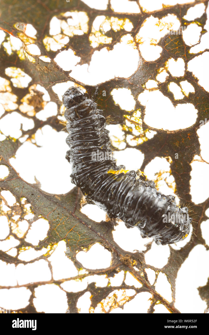 The larva of the Alder leaf beetle, Agelastica alni, that has been feeding on an alder tree leaf, Alni glutinosa. The beetle was deemed extinct in the Stock Photo