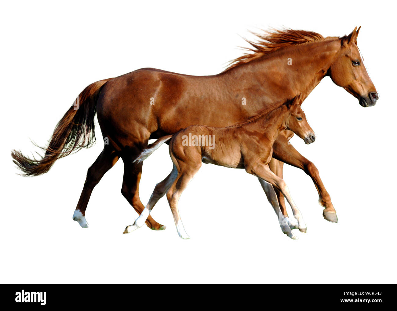 mother mare with foal in synchronous gallop Stock Photo