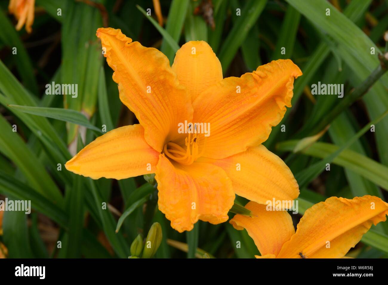 Hemerocallis Burning Daylight daylily fragrant orange yellow trumpet shaped flowers Stock Photo