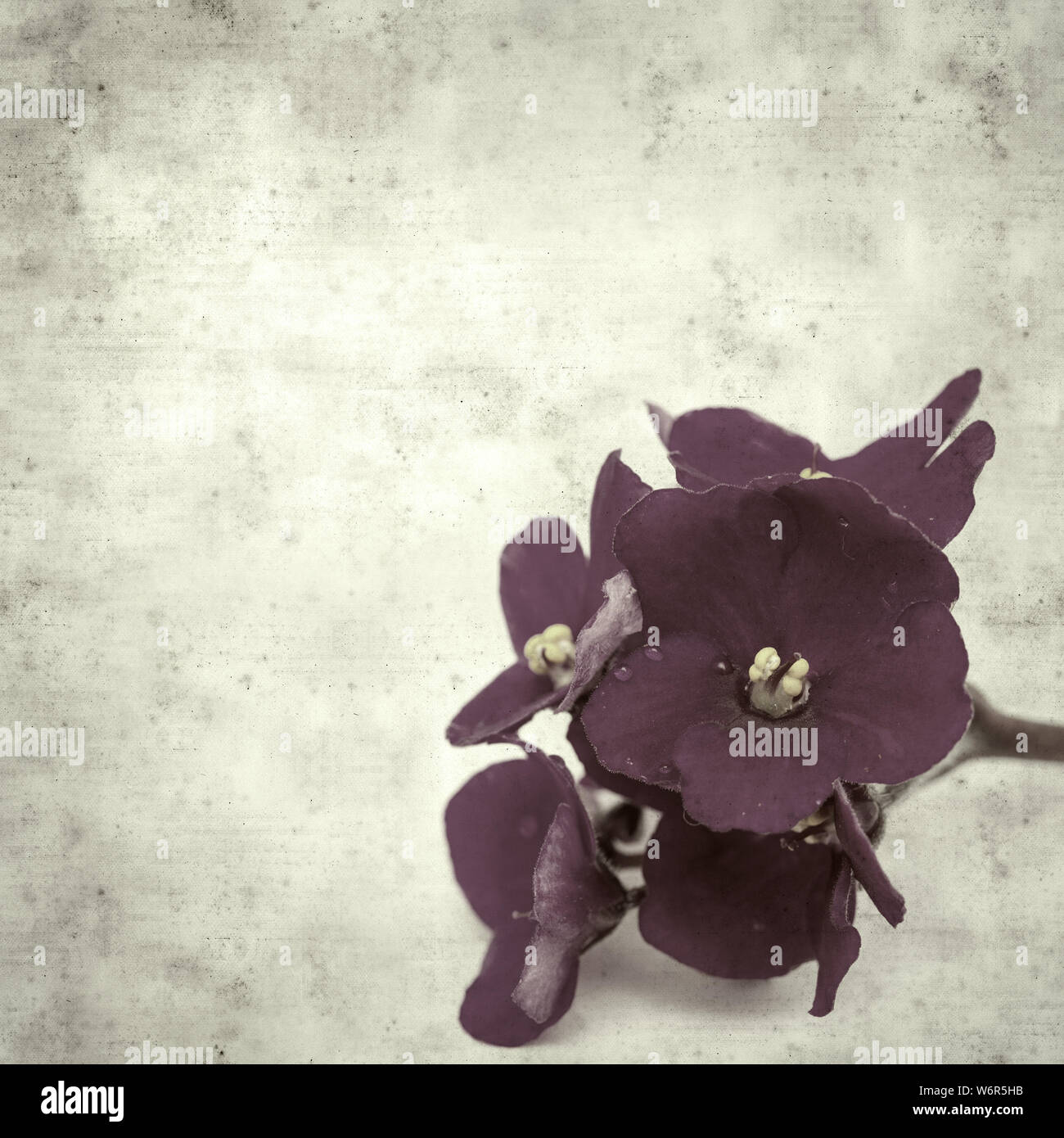 textured stylish old paper background, square, with dark purple african violet flower Stock Photo
