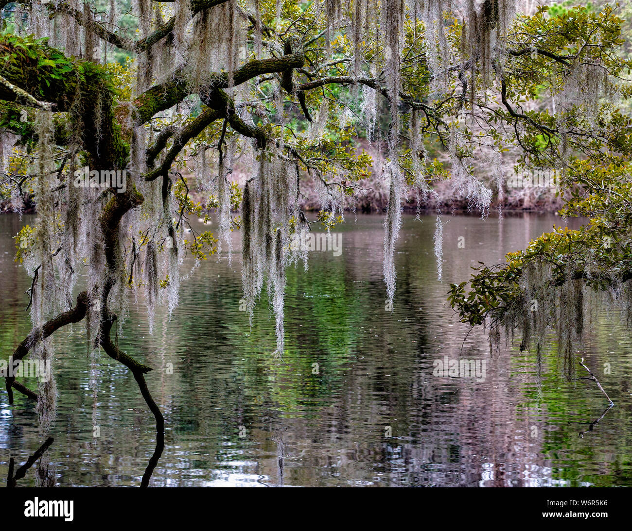A view of a pond through weeping Spanish moss at Airlie Gardens, a