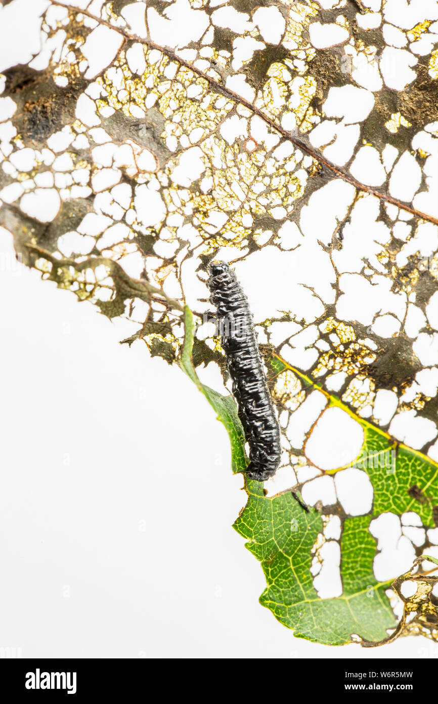 The larva of the Alder leaf beetle, Agelastica alni, that has been feeding on an alder tree leaf, Alni glutinosa. The beetle was deemed extinct in the Stock Photo