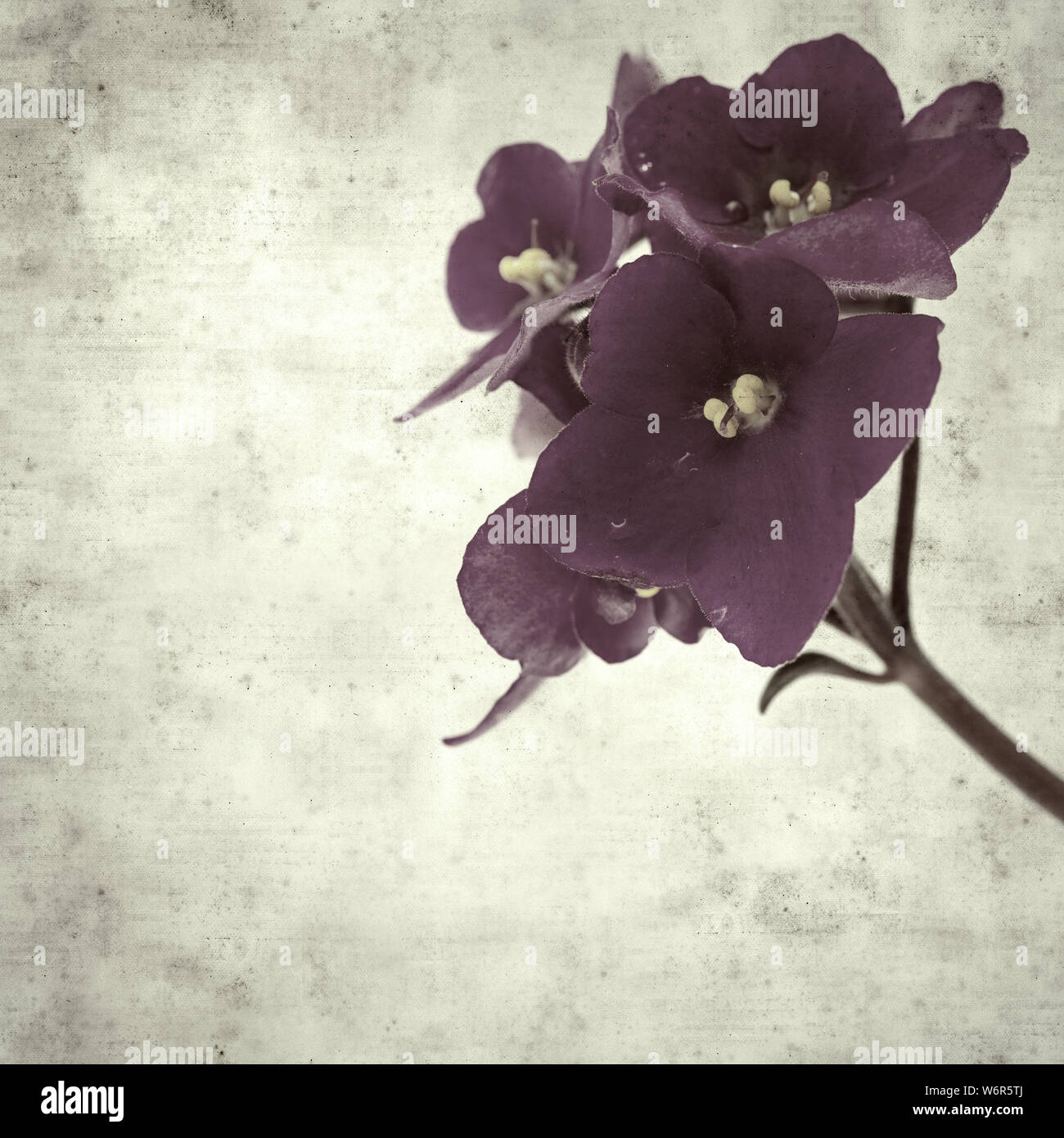 textured stylish old paper background, square, with dark purple african violet flower Stock Photo