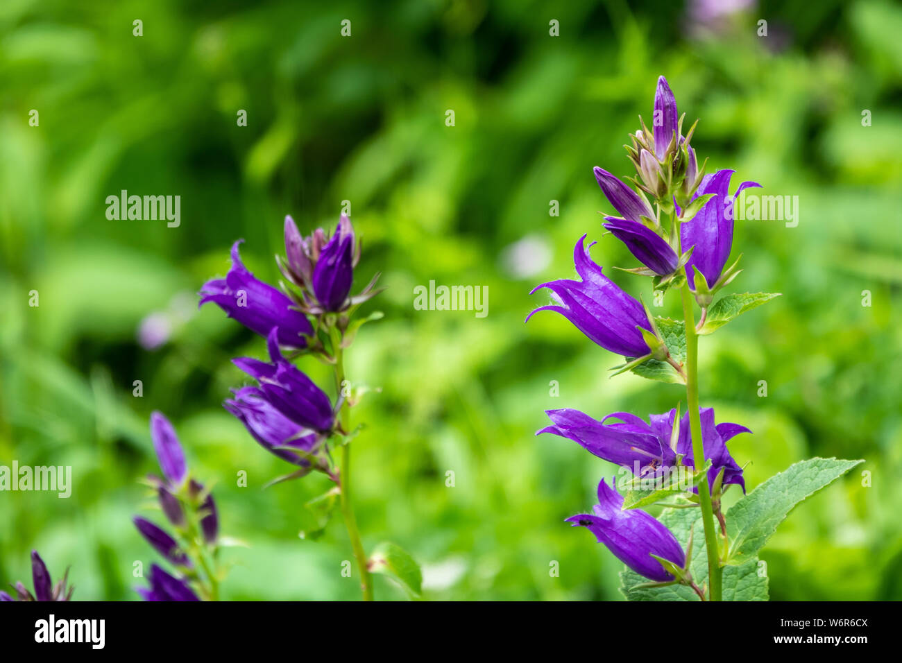 Campanula persicifolia, the peach-leaved bellflower,is a flowering plant species in the family Campanulaceae Stock Photo