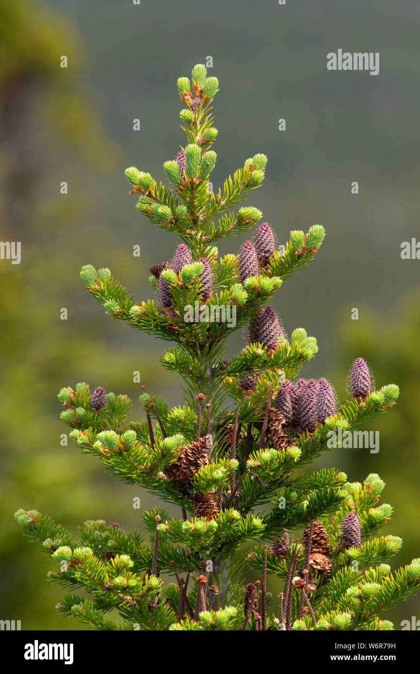Balsam fir on Ochre Hill, Terra Nova National Park, Newfoundland and Labrador, Canada Stock Photo