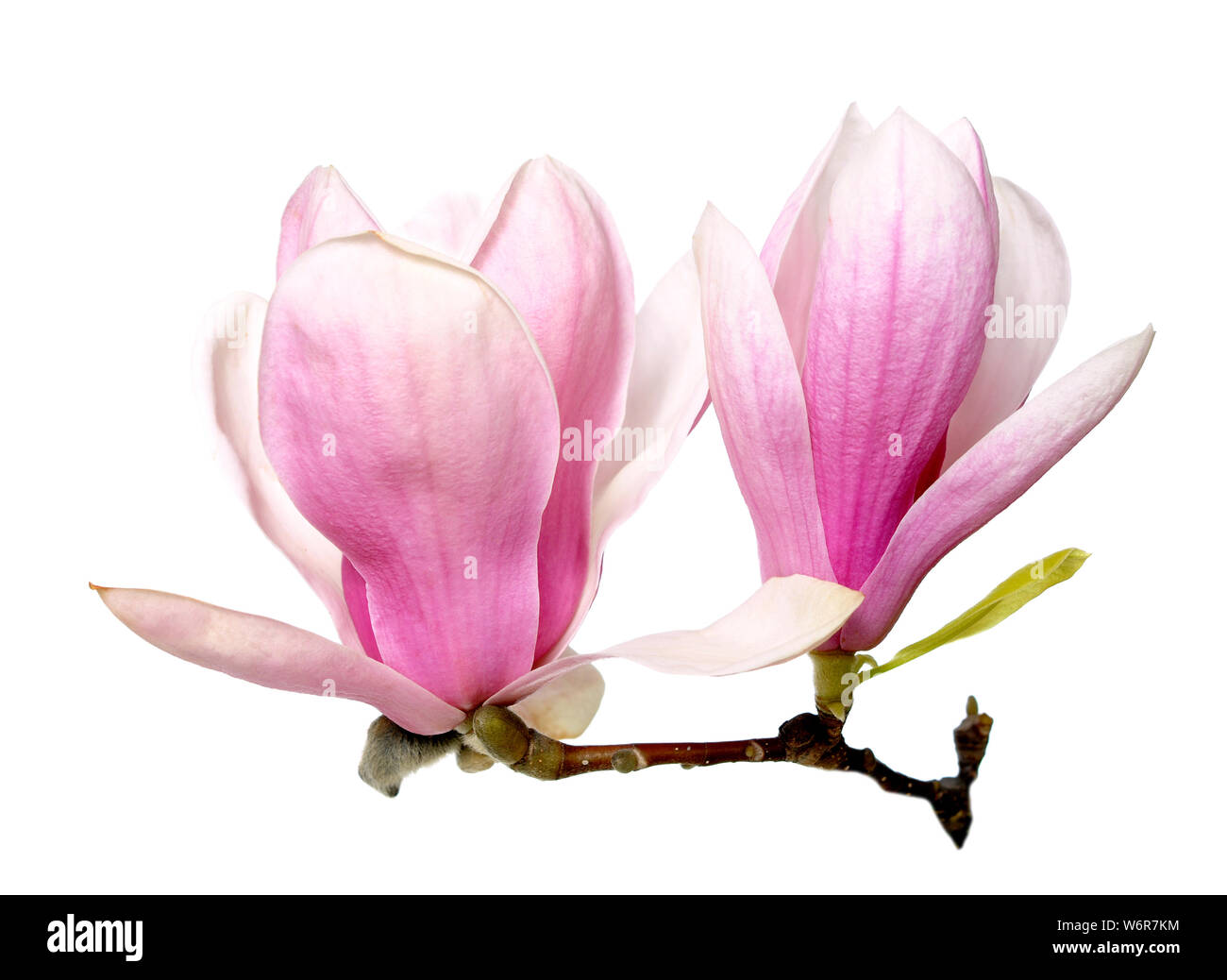 pink magnolia flowers isolated on white background Stock Photo - Alamy