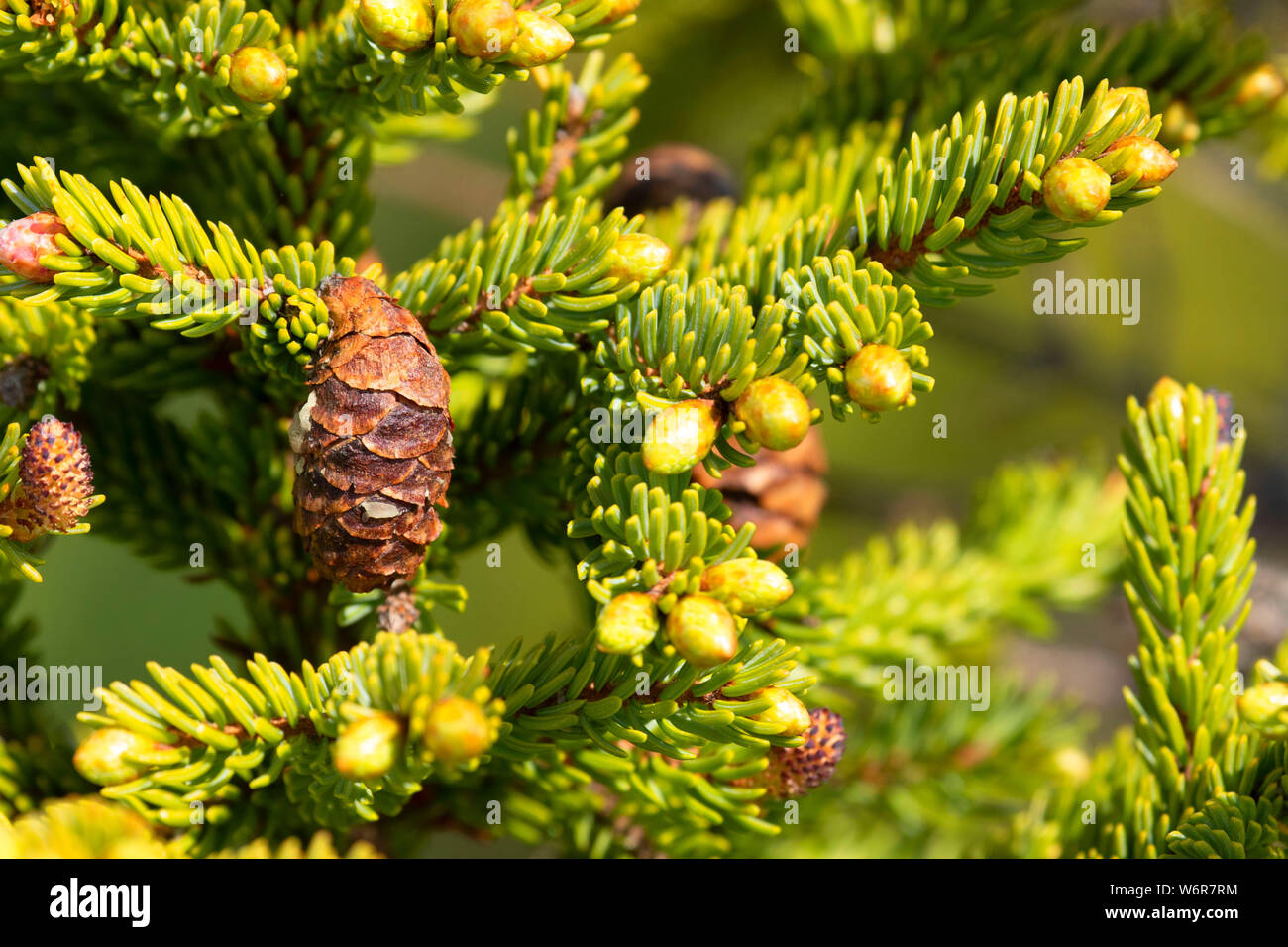 Black spruce cone, Terra Nova National Park, Newfoundland and Labrador, Canada Stock Photo