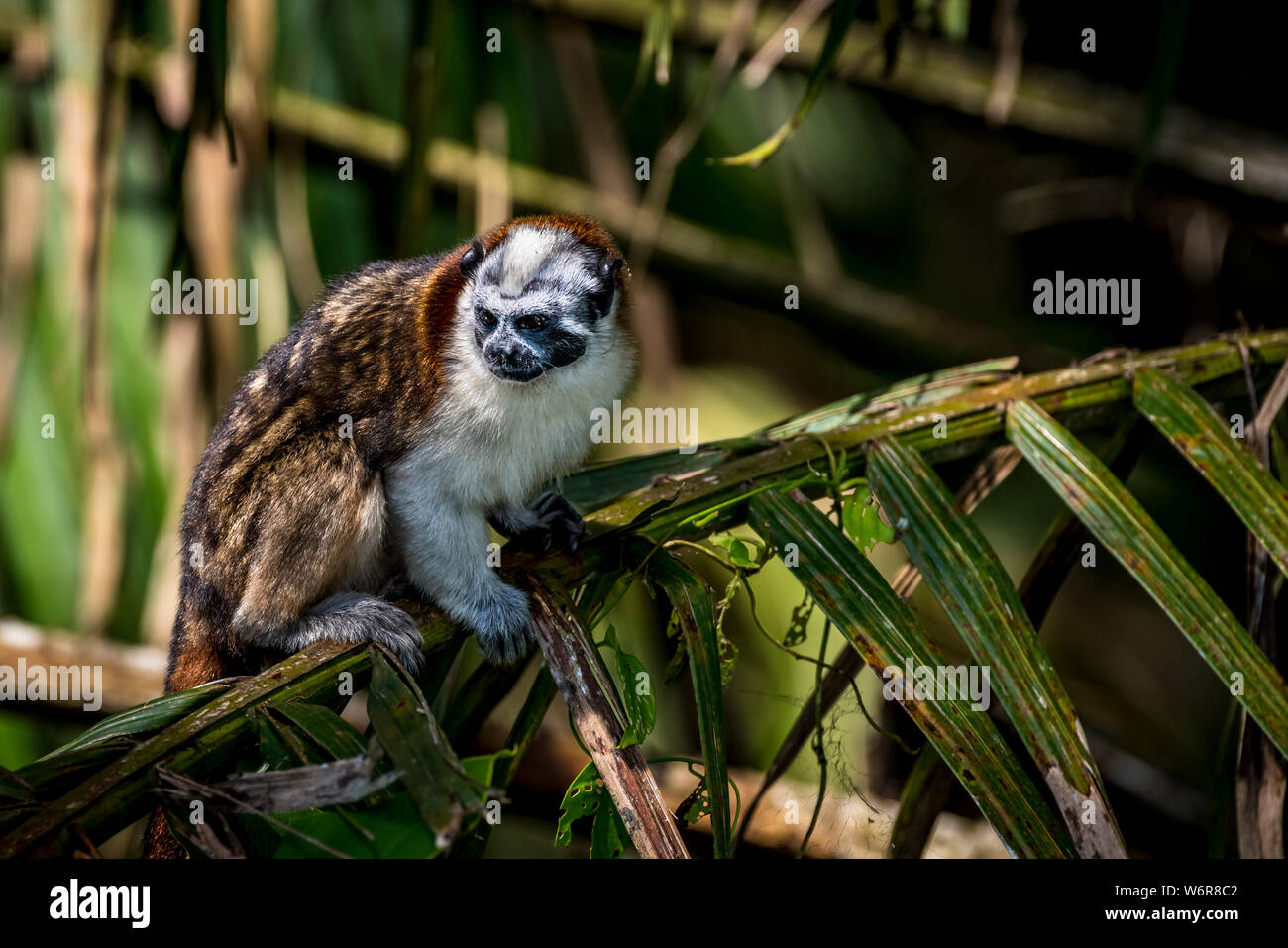 Geoffroy's tamarin (Saguinus geoffroyi), also known as the Panamanian, red-crested or rufous-naped tamari Stock Photo