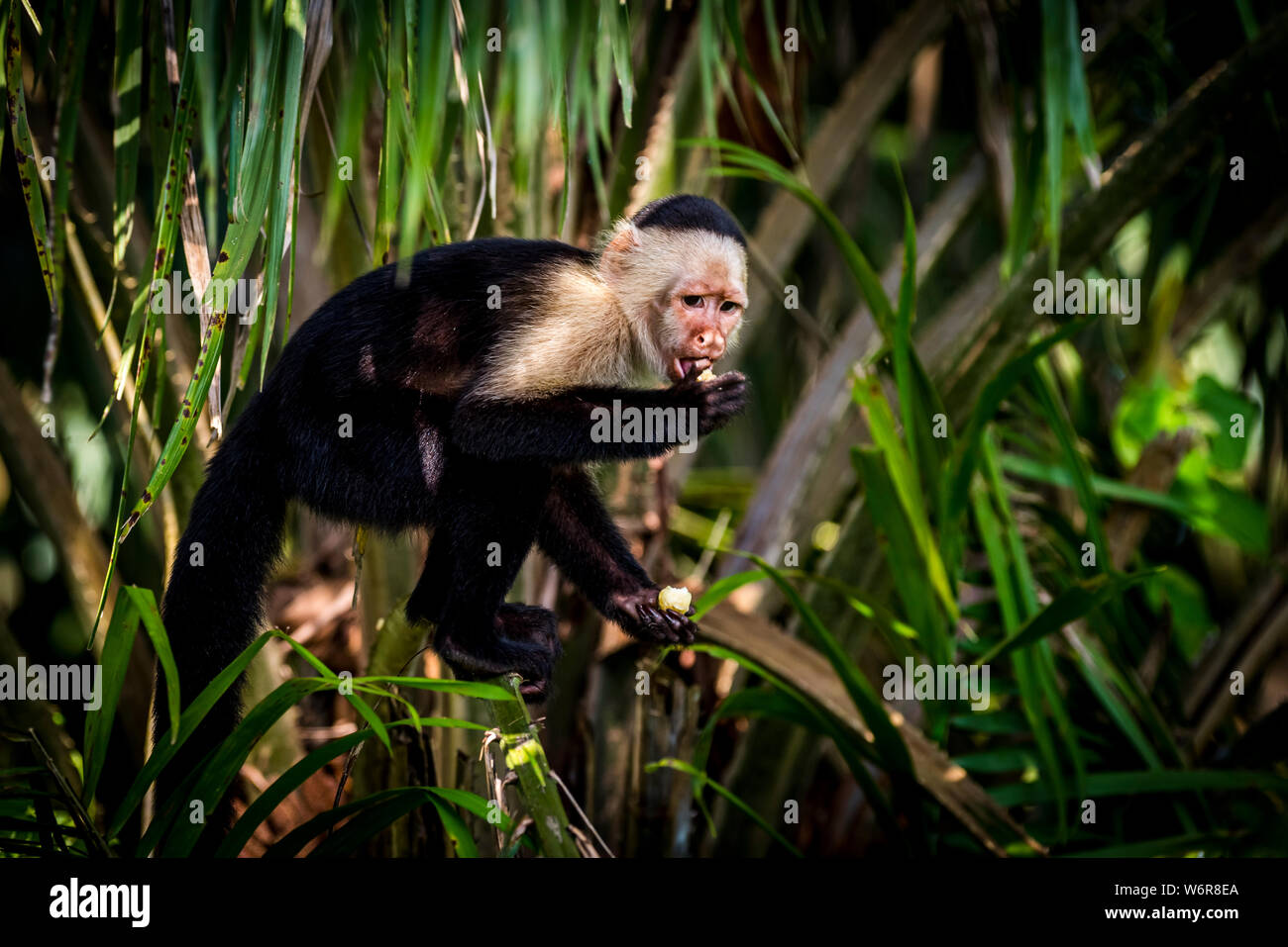 Panamanian white-headed capuchin or Central American white-faced capuchin Stock Photo