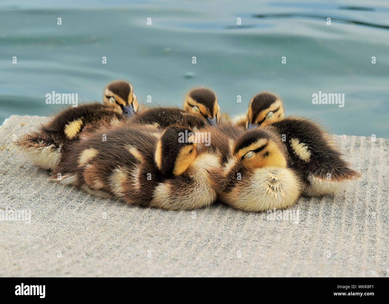 Baby ducklings resting together near water Stock Photo