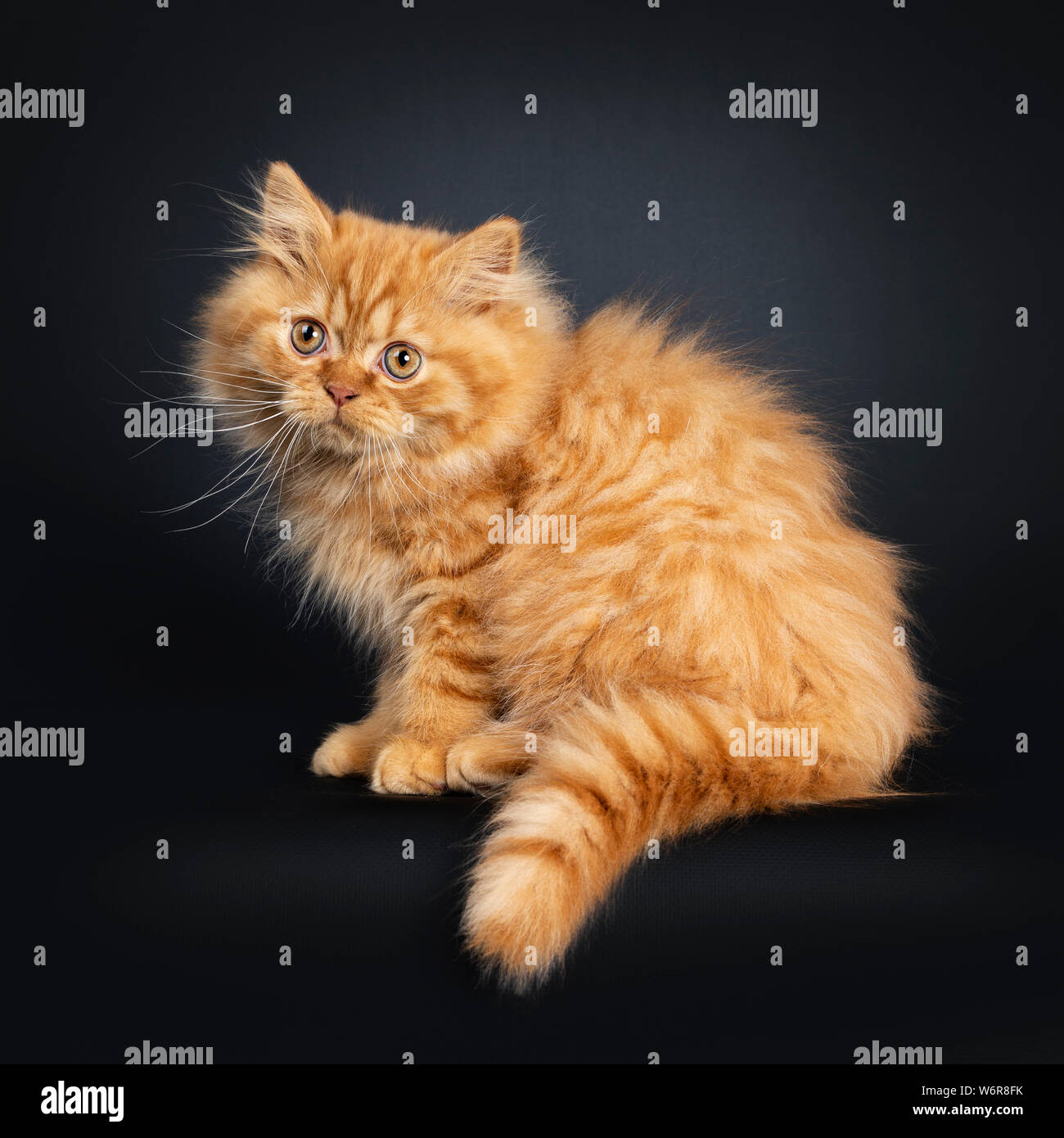 Orange hotsell longhair kitten