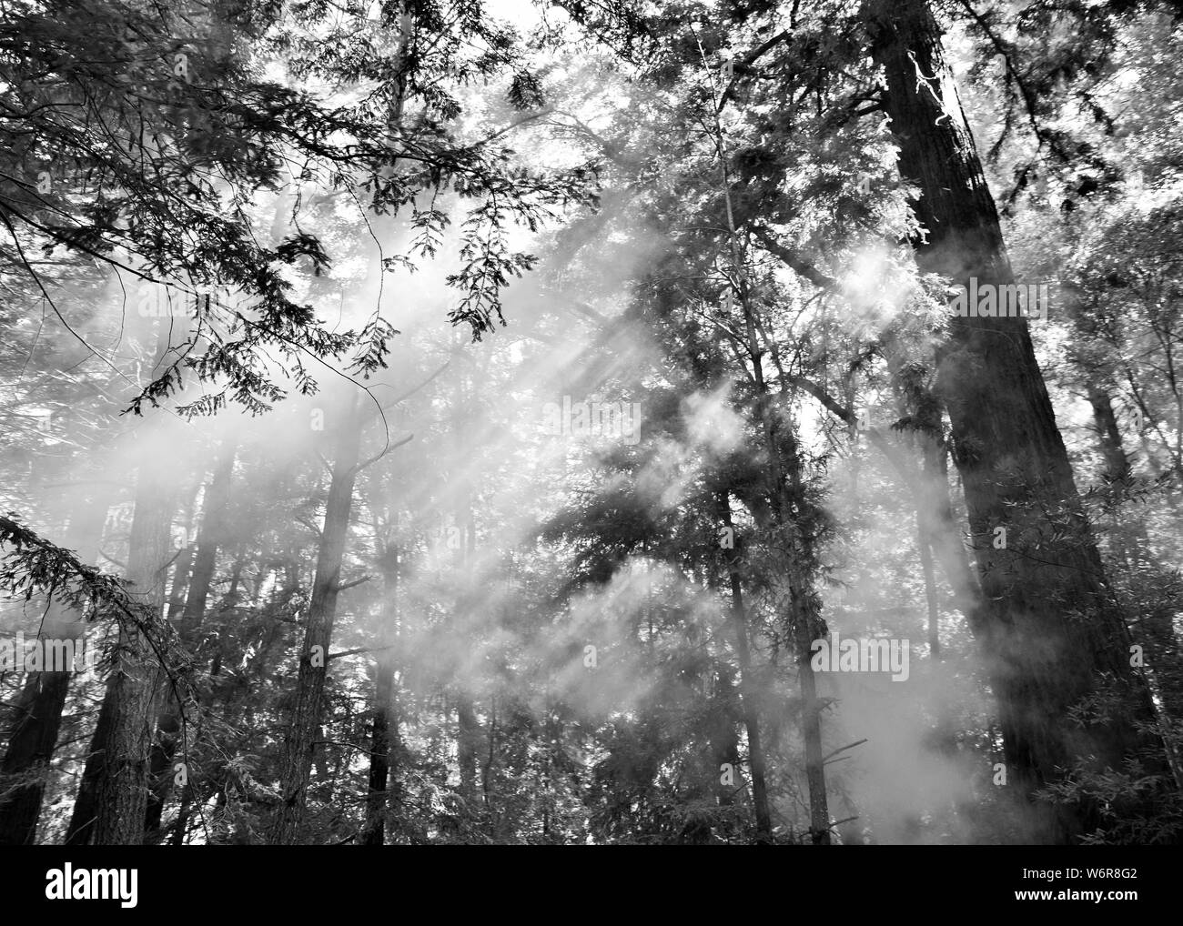 Fog in the Redwoods in black and white Stock Photo