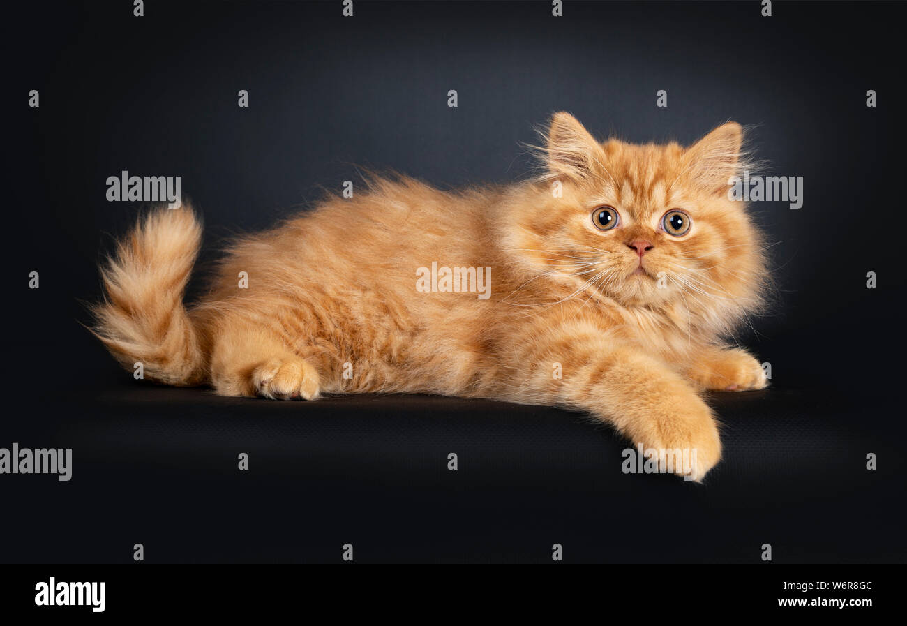 Fluffy red British Longhair cat kitten, laying down sideways. Looking at camera with orange eyes. Isolated on black background. Stock Photo