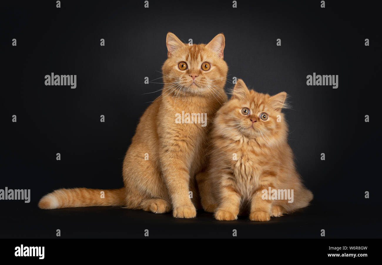 Fluffy Red British Longhair Cat Kitten Sitting Beside Red Adult