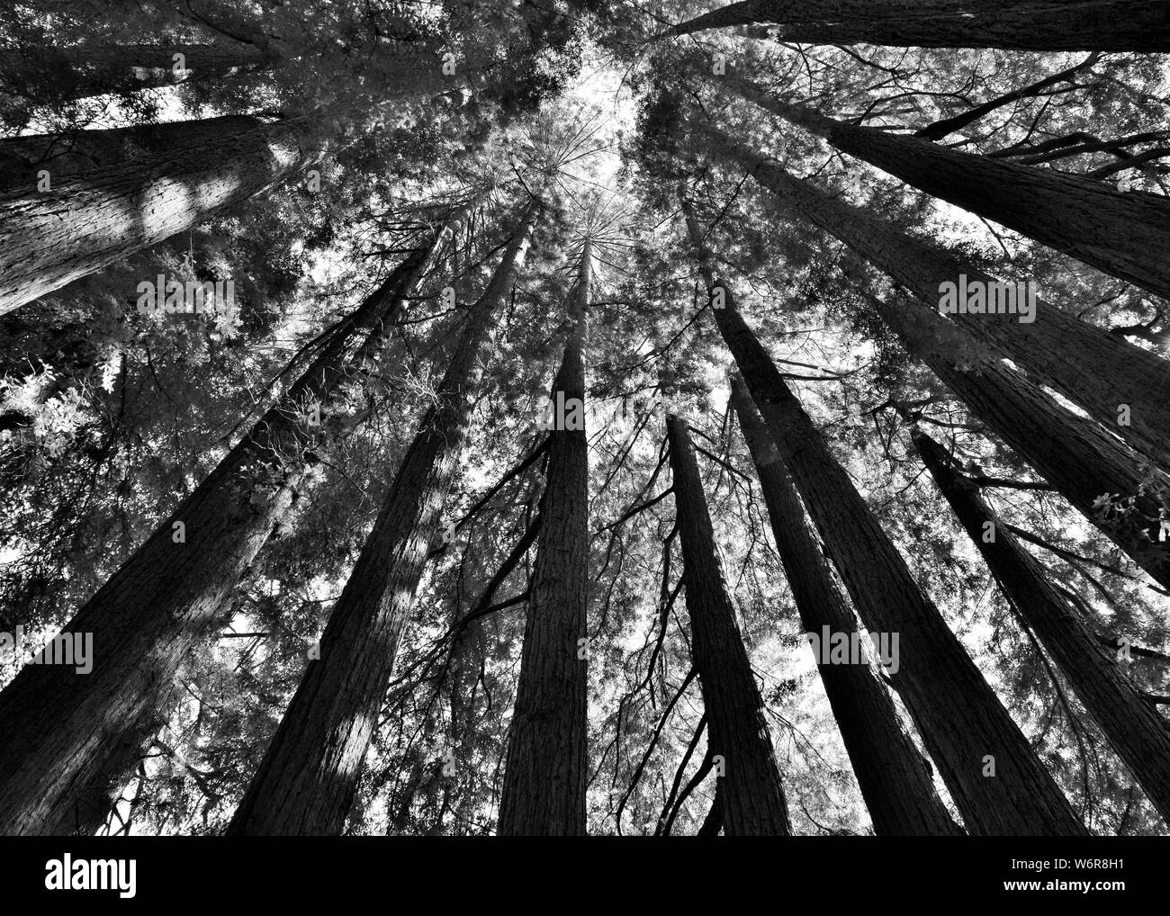 Redwood branches hires stock photography and images Alamy