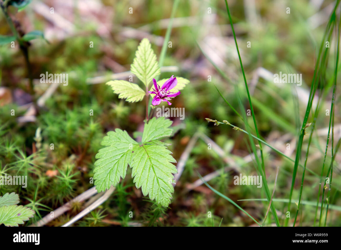 Wild princess (lat.Rúbus árcticus) grows in the forest Stock Photo