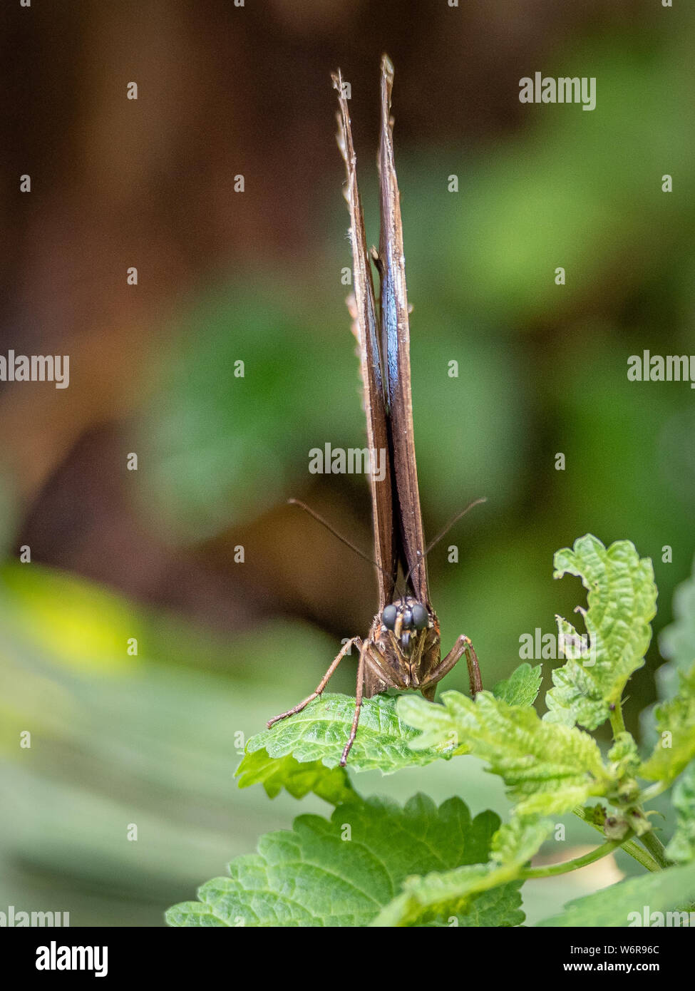 Frontal image of butterfly with closed wings, vertical image of winged insect Stock Photo