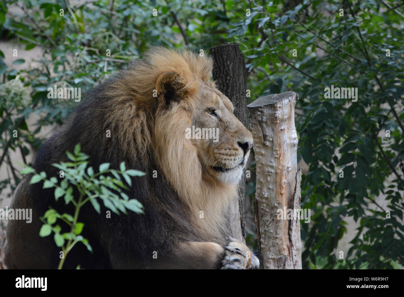 Lion zoo regents park hi-res stock photography and images - Alamy