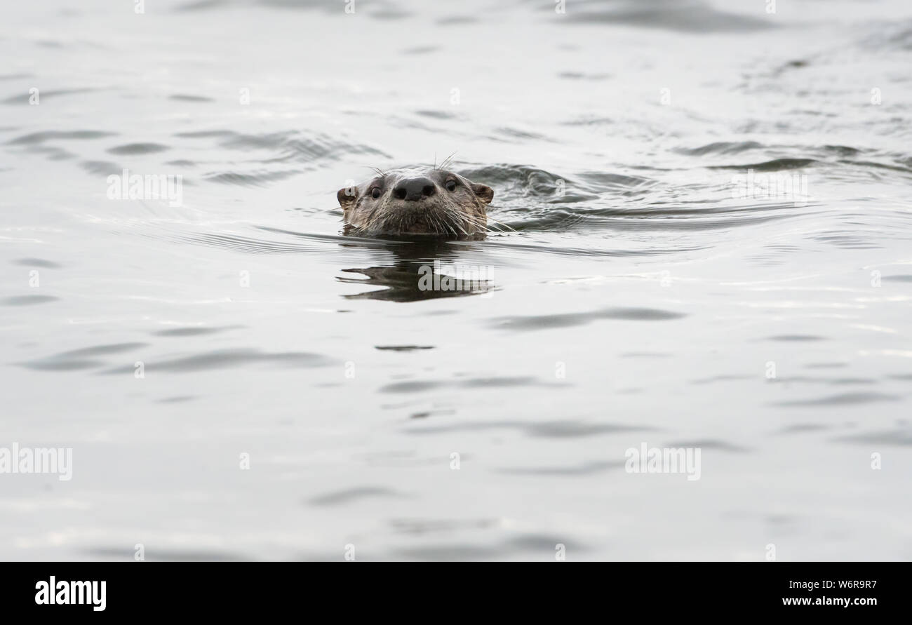 River otters in the wild Stock Photo - Alamy