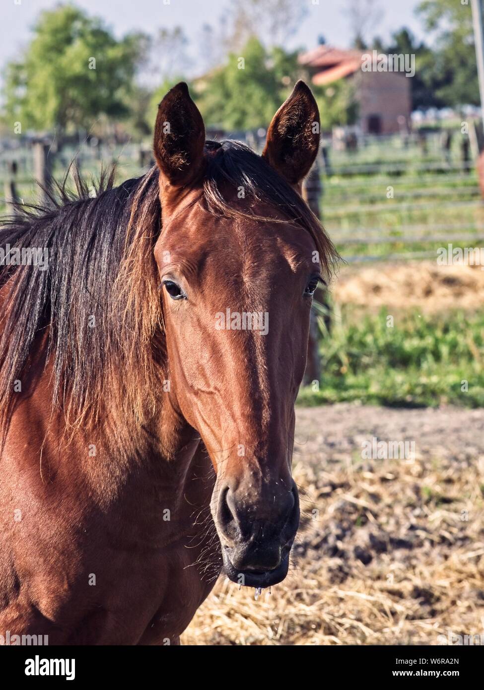 Closeup portrait of a beautiful bay horse Stock Photo