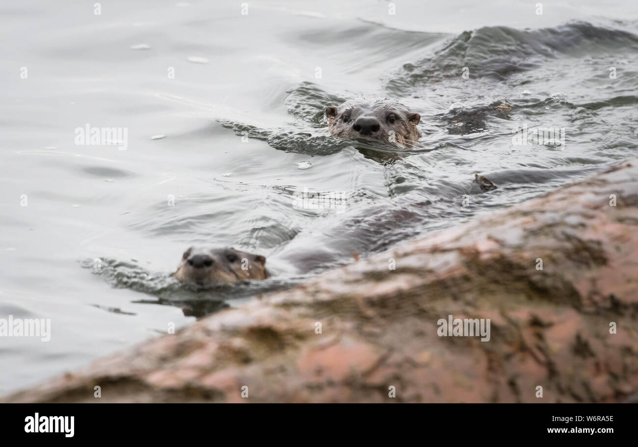 River otter mating pair in the wild Stock Photo - Alamy