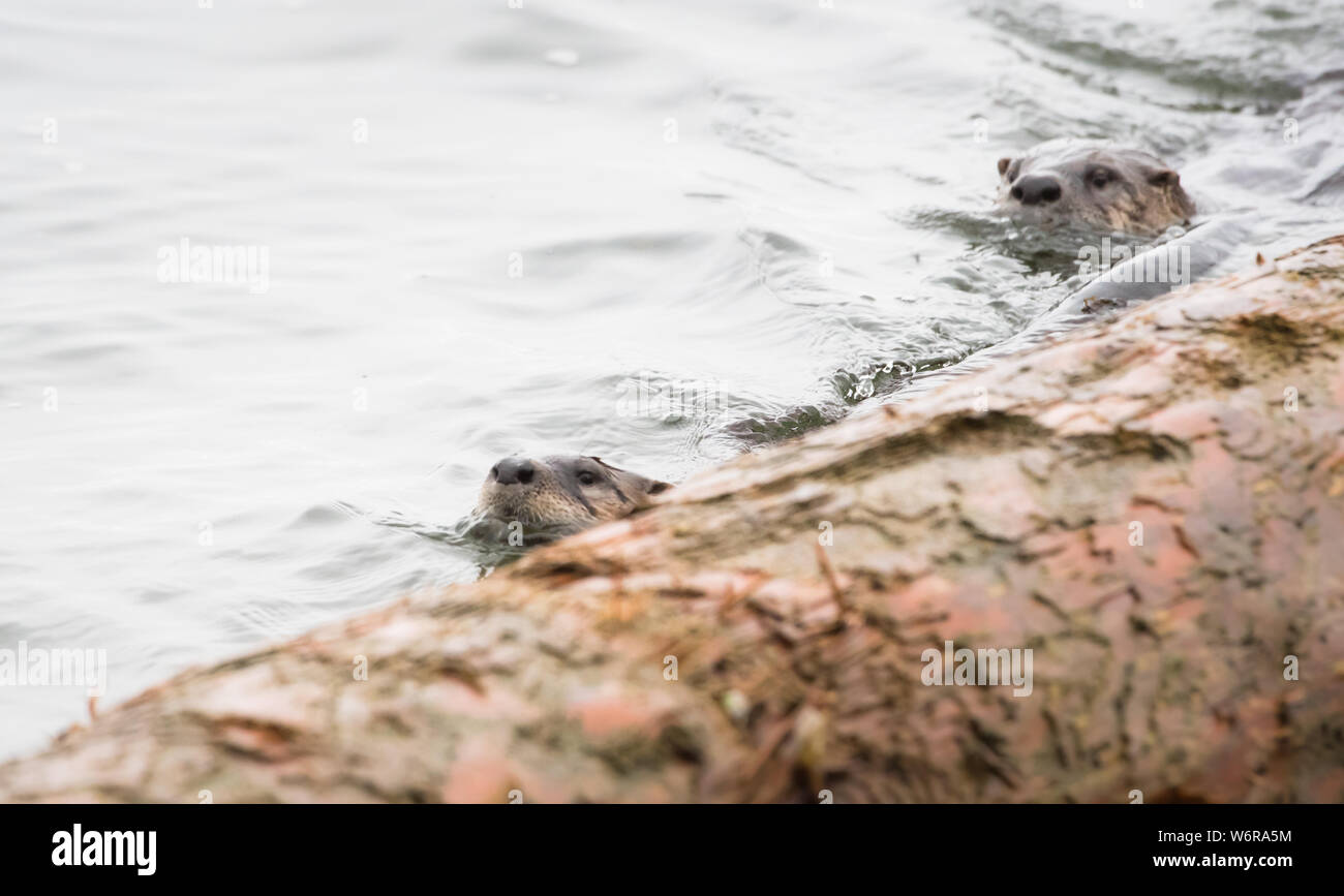 River otter mating pair in the wild Stock Photo - Alamy