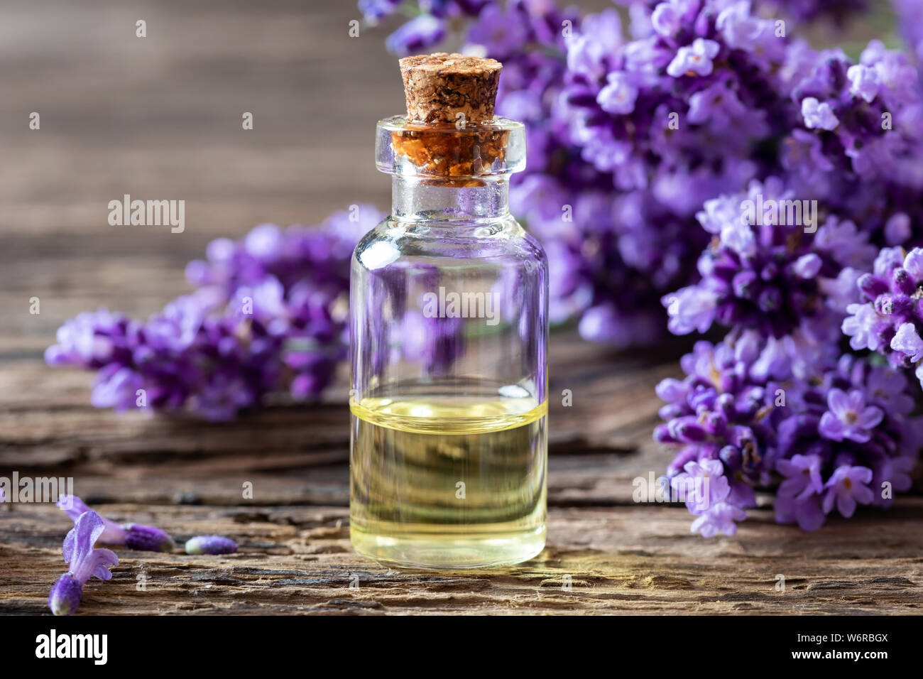 A bottle of essential oil with fresh blooming lavender twigs on a table ...