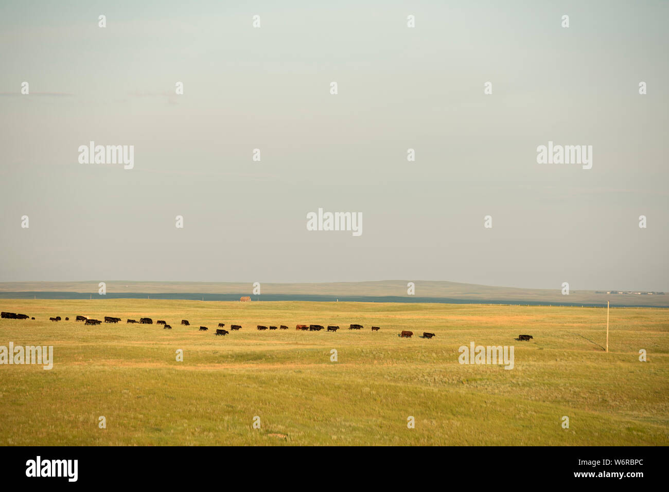 Cattle making their way in for morning feeding outside the West Block of Grasslands National Park, in southern Saskatchewan. Stock Photo