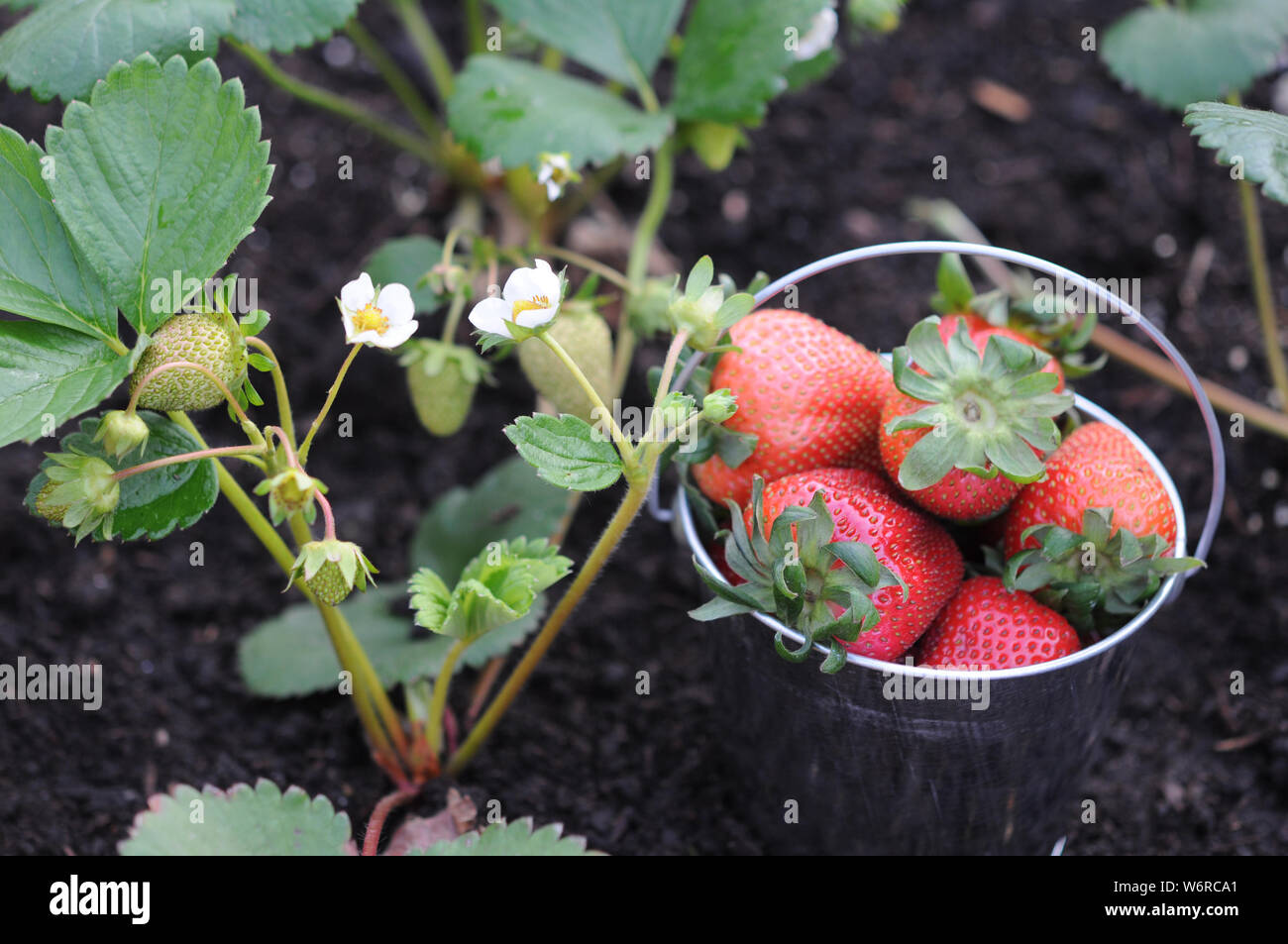 Strawberry juicy plants ripe hi-res stock photography and images - Alamy