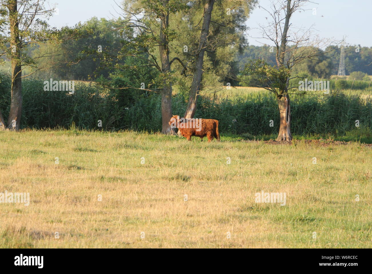 Einsame Kuh auf einem Feld bei Bad Gögging, einem Kurort in Niederbayern Stock Photo