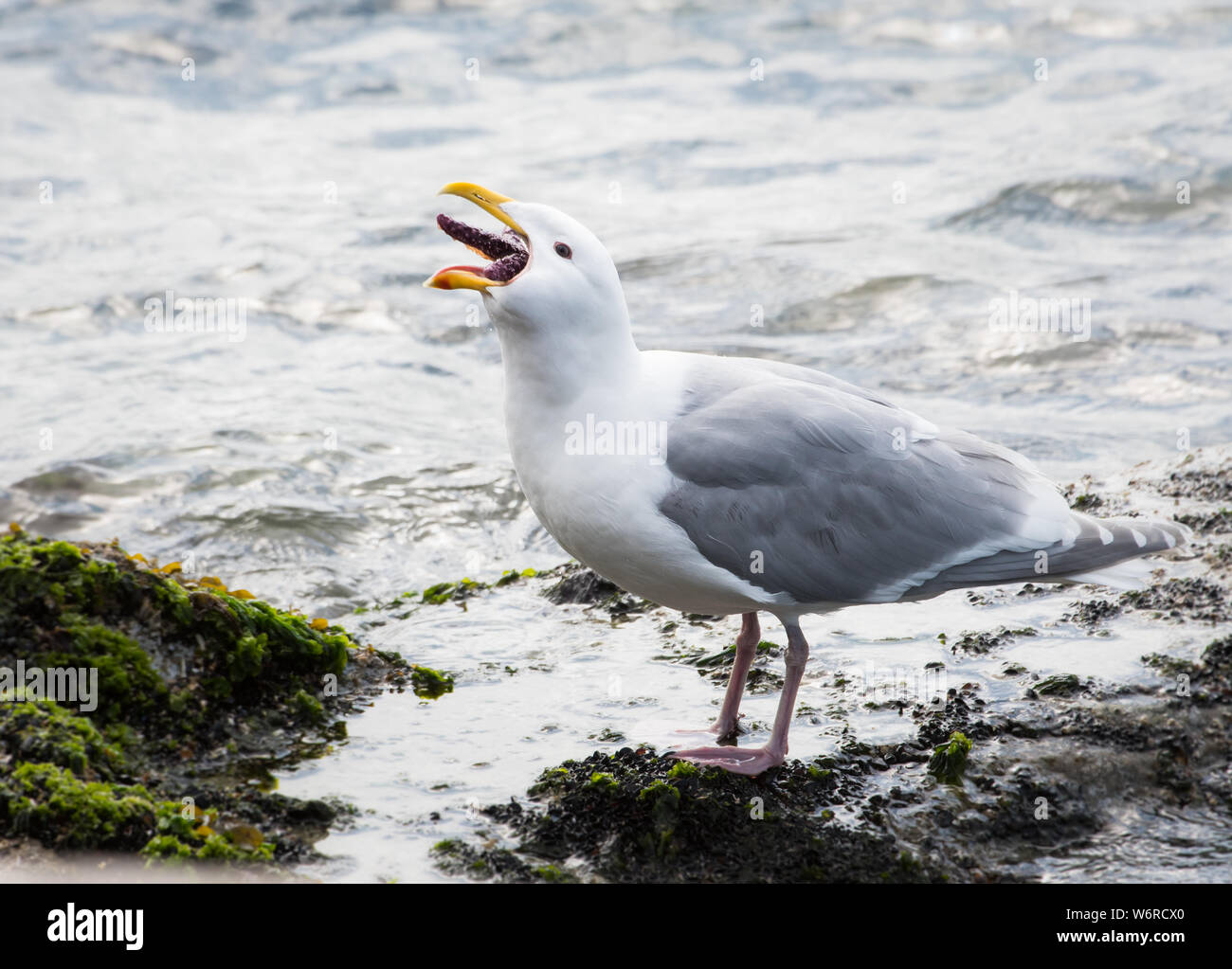 Seagull eating a starfish Stock Photo - Alamy