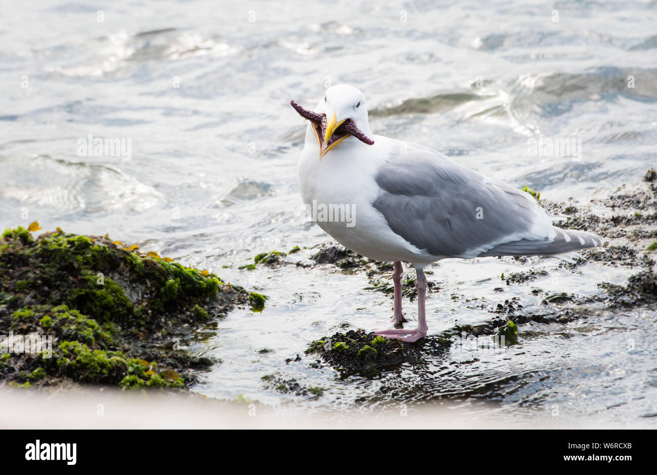Seagull eating a starfish Stock Photo - Alamy