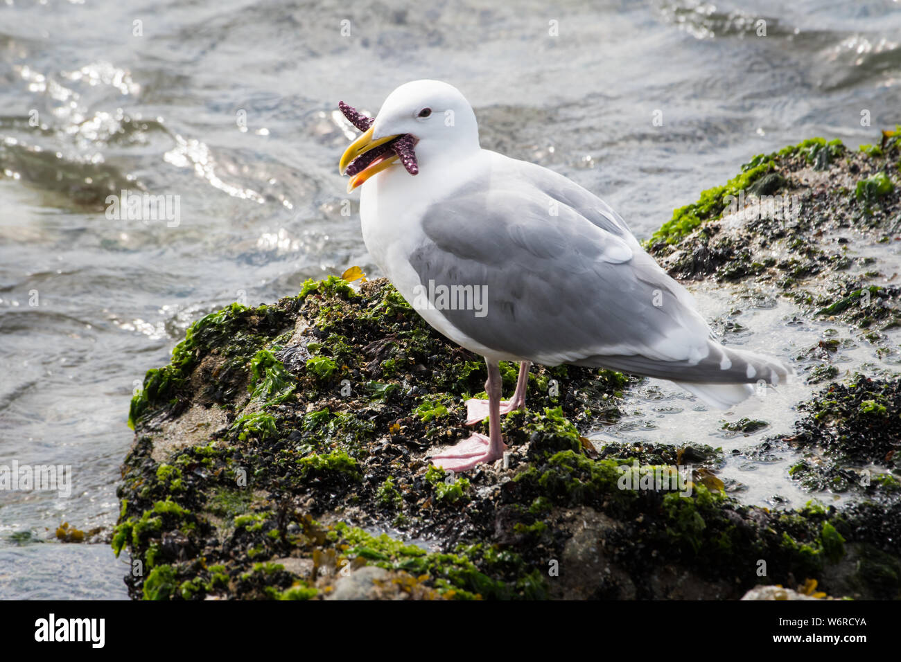 Seagull eating a starfish Stock Photo - Alamy