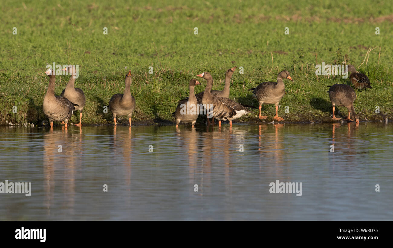 Whitefronted or Specklebelly Goose Stock Photo Alamy